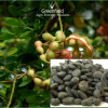 Vilayti imli fruit  seeds ( Pithecellobium dulce )